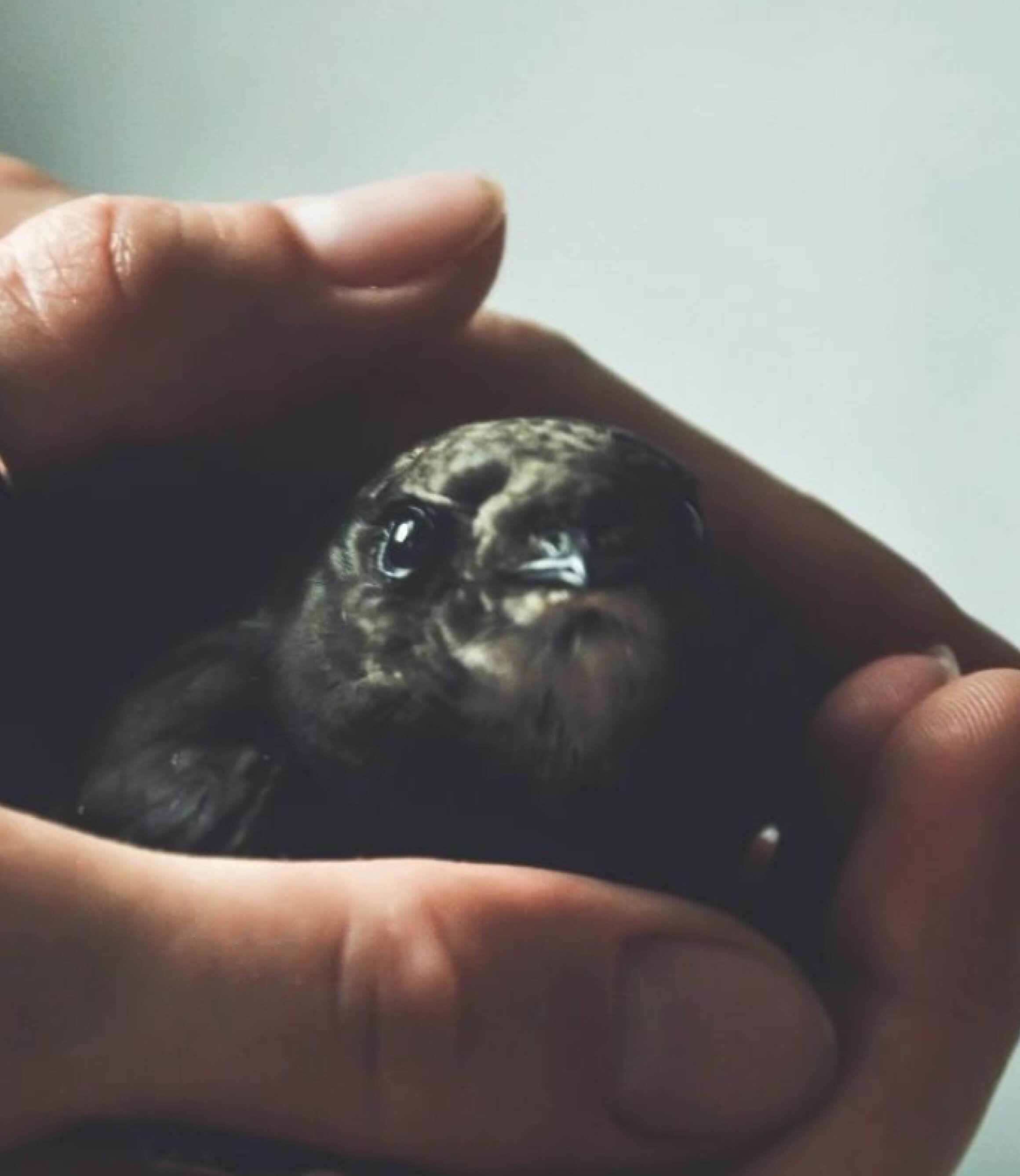 Small black bird in the palm