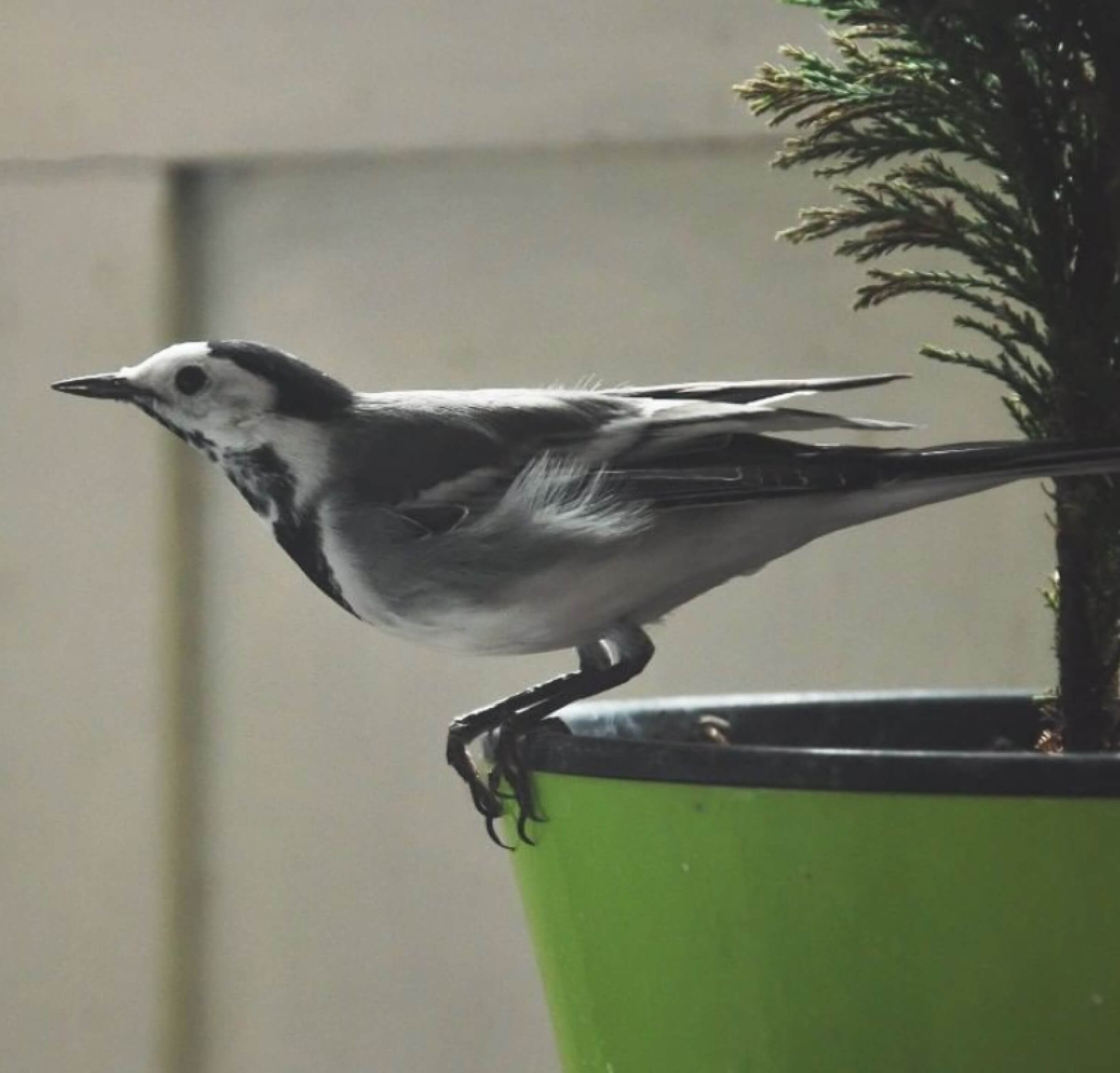 Bird sits on a flower pot and is ready to fly away